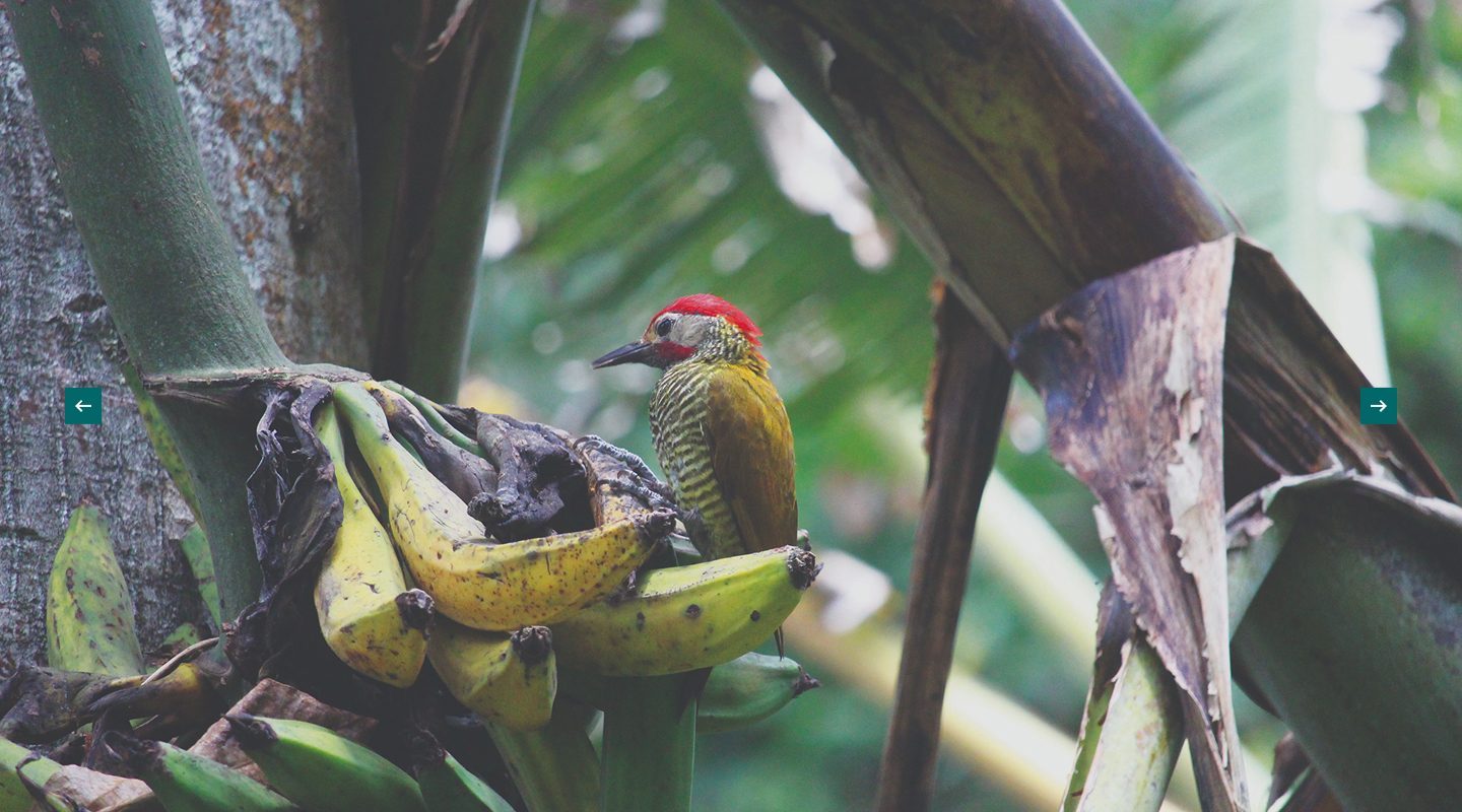 Mano sosteniendo un colibrí en el bosque tropical