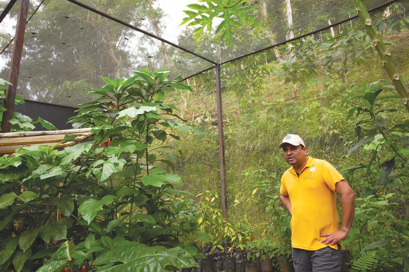 El propietario de Cacao Cerro La Vieja, Samuel Valdés, aspiraba a la certificación de su finca Las Hadas, a través de la vía de conservación forestal, con seis de sus nueve hectáreas destinadas a ser bosque protegido.