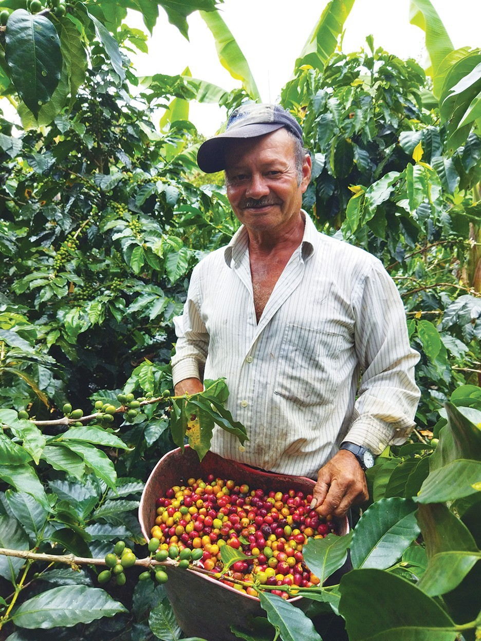 Un cafetalero cosechando café.