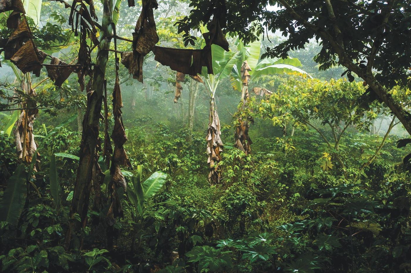 Estudios recientes sobre la conectividad forestal sirvieron de base para crear una nueva vía de certificación Bird Friendly: la conservación forestal, que incentiva la protección de los parches forestales para conectar áreas boscosas y crear corredores biológicos.