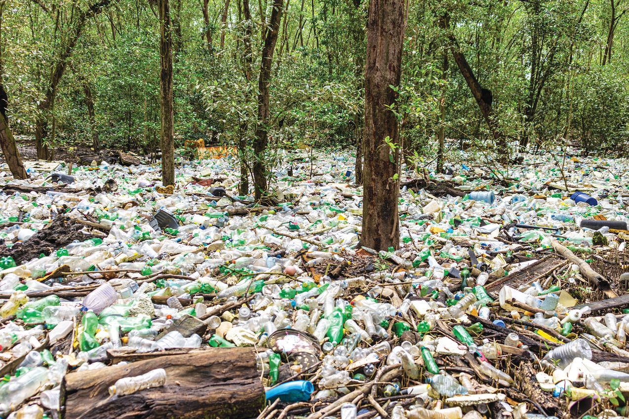 Sin embargo, Panamá también ha perdido aproximadamente el 50% de su cobertura de manglares desde 1972 y más del 56% desde 1969. Foto: Steve Paton