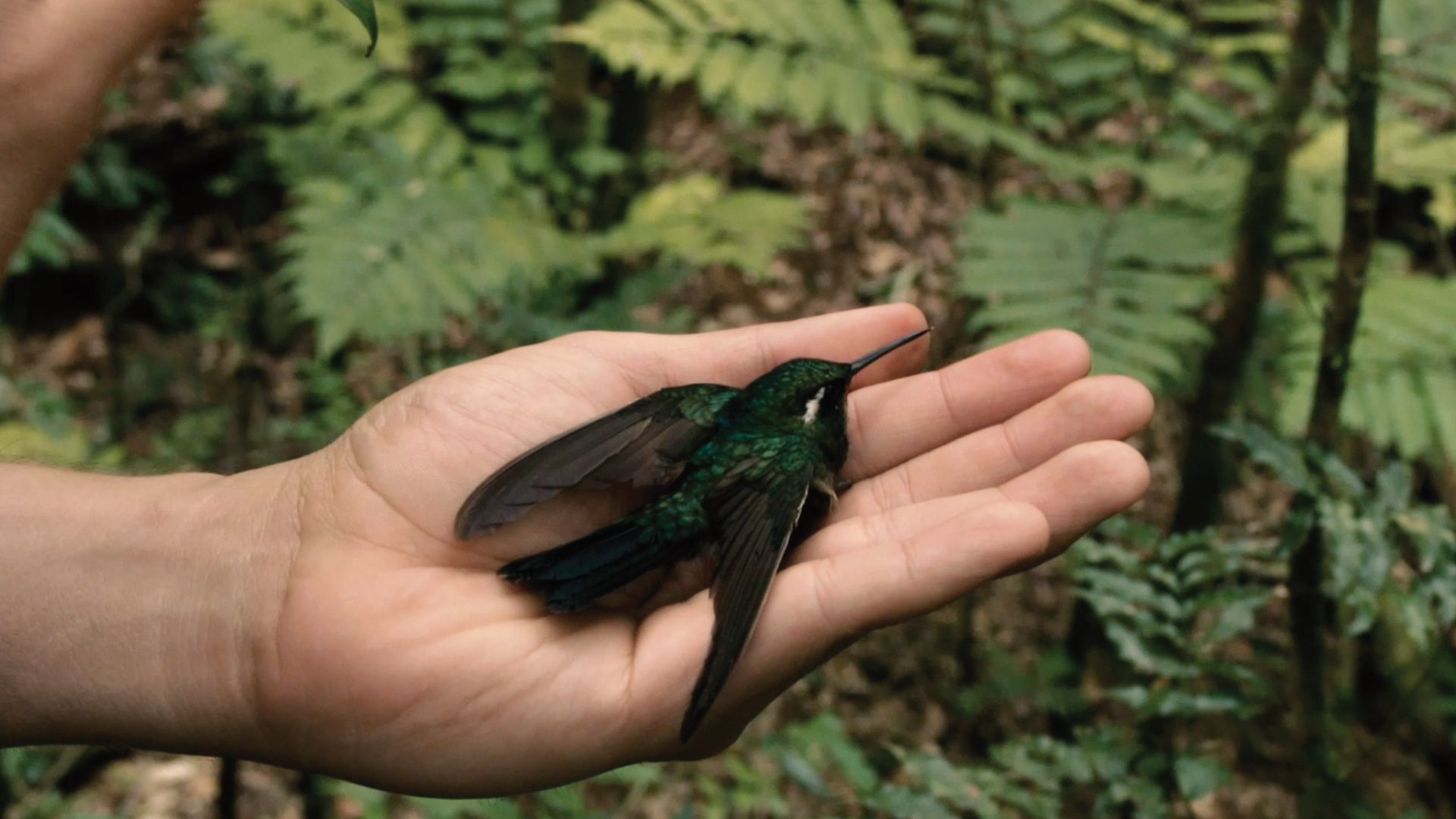 Mano sosteniendo un colibrí en el bosque tropical
