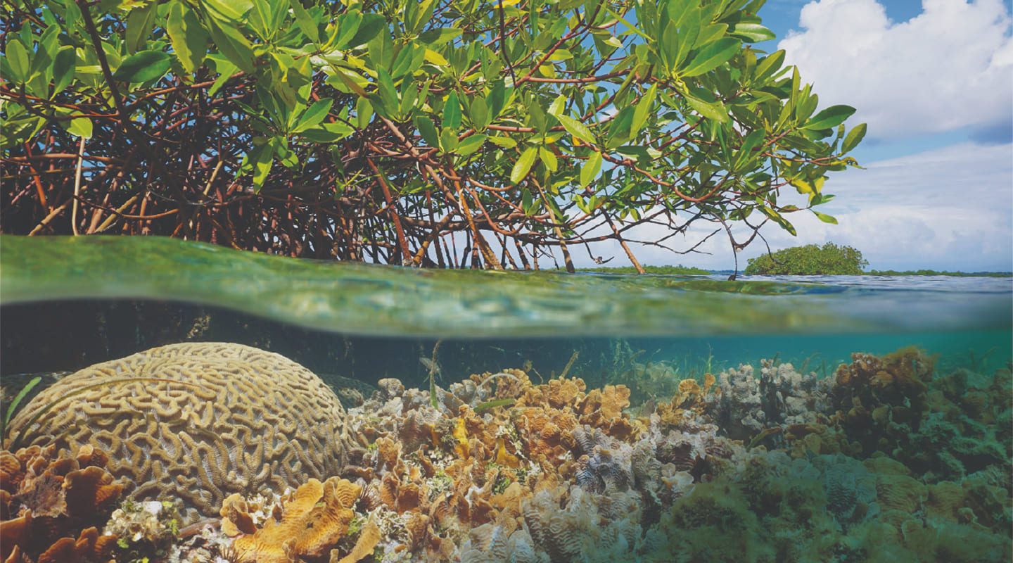 Manglares de Panamá