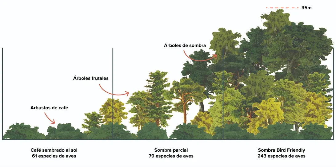 Gráfico comparativo de especies de aves en plantaciones de café al sol, sombra parcial y sombra Bird Friendly